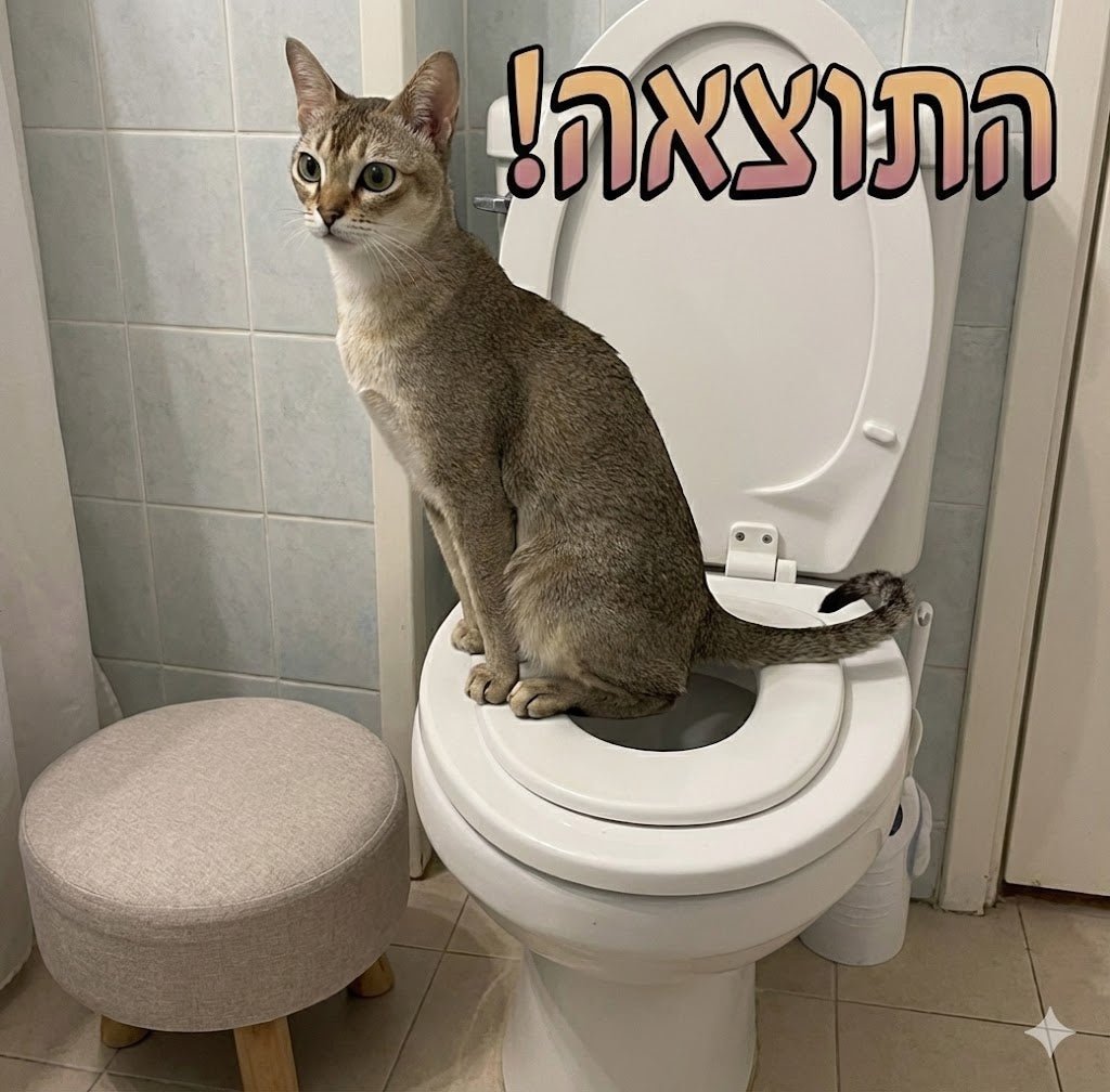 חתול על אסלה